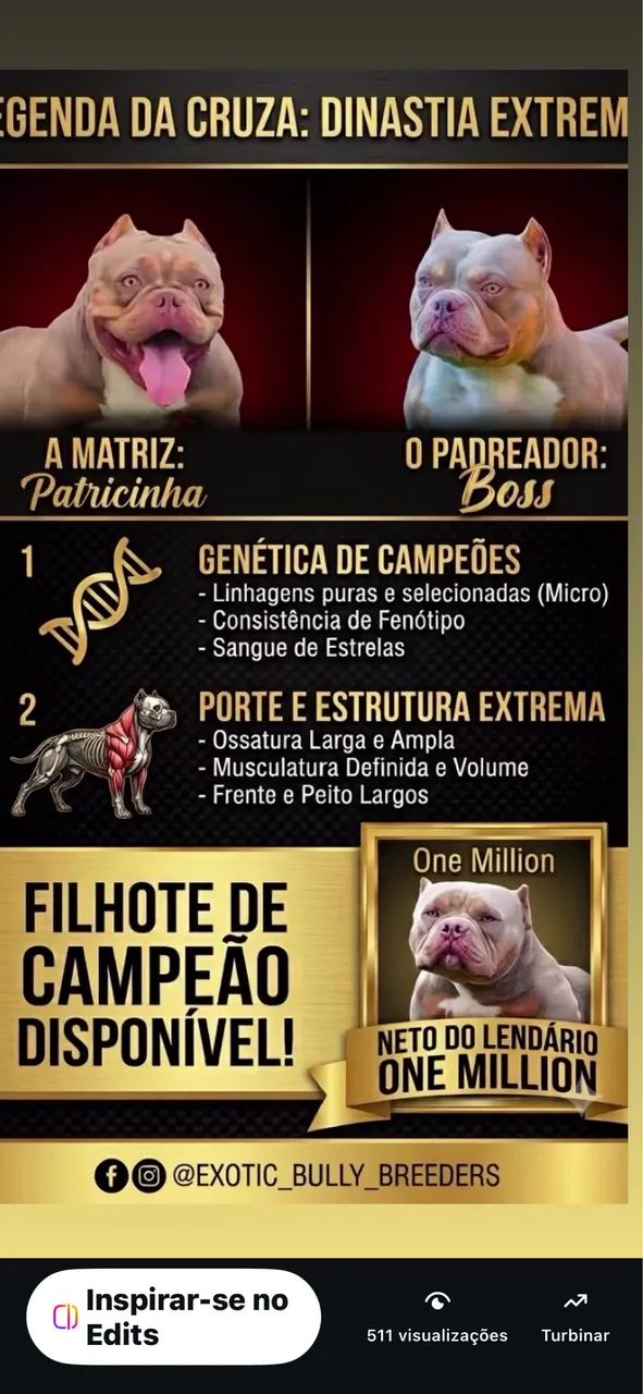 Lindo american bully 