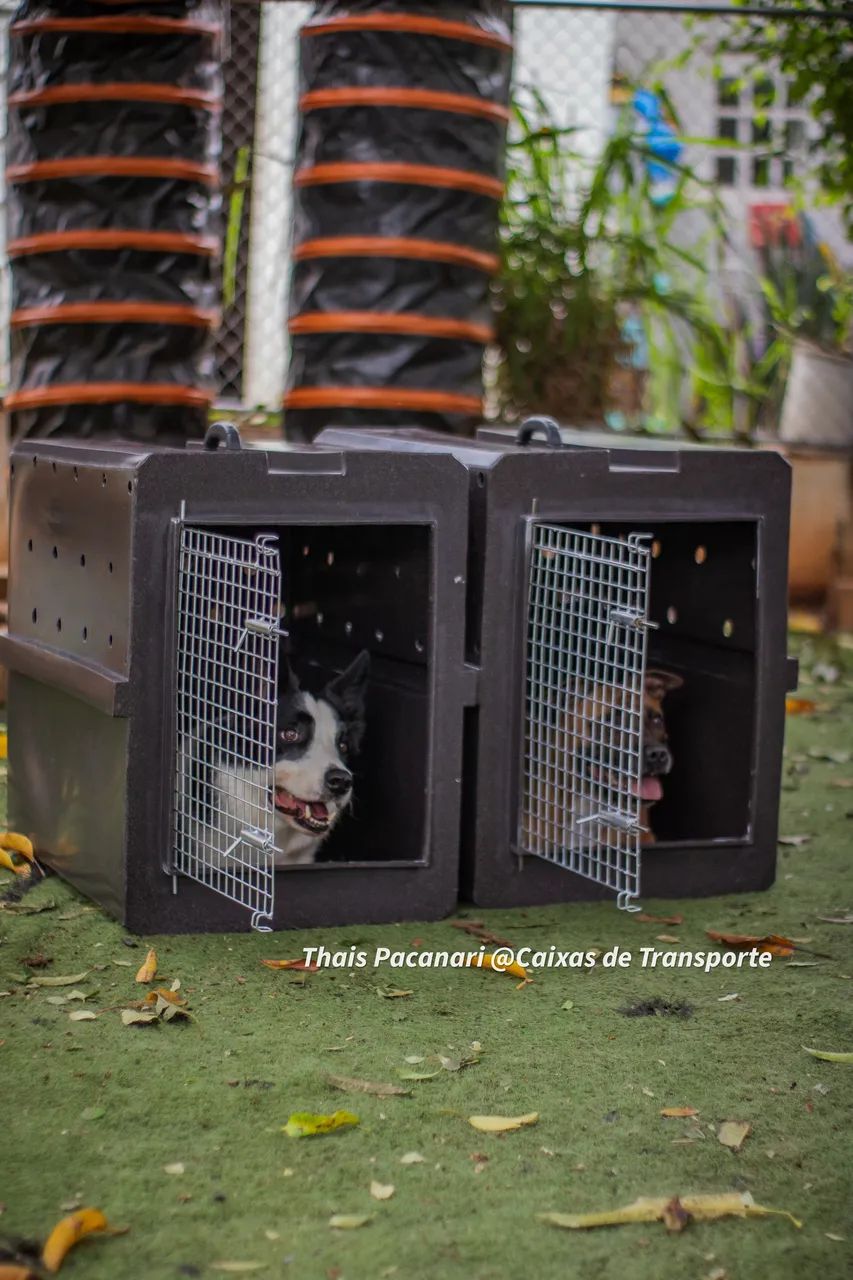 Caixa de Transporte PET - Foto 4