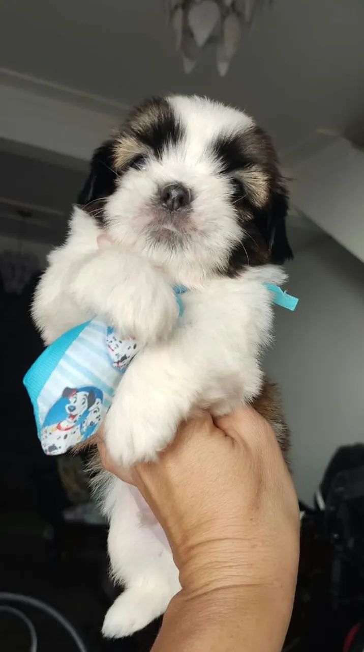 Shitzu macho disponível ? - Foto 4