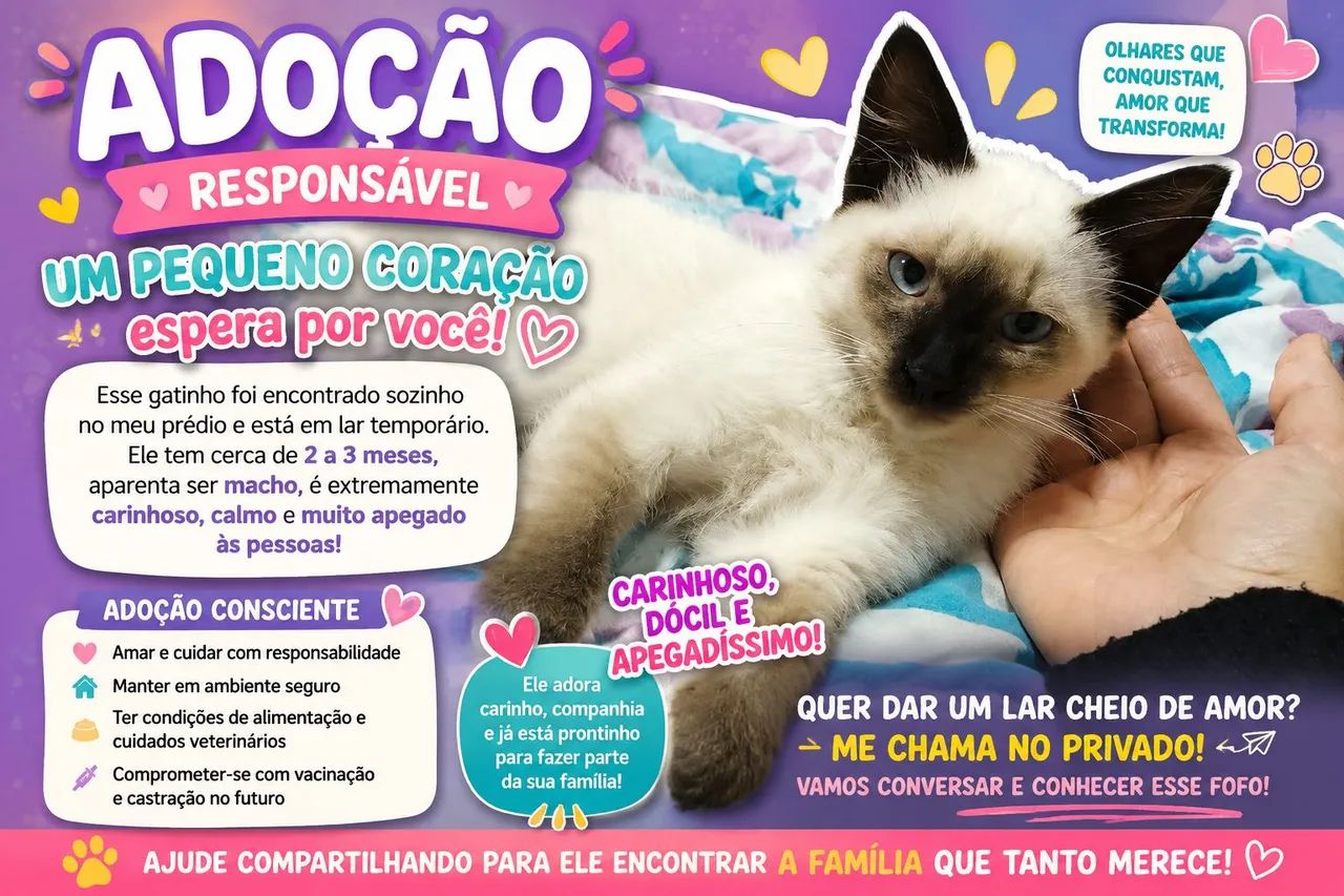 Doação Gato filhote siamês 