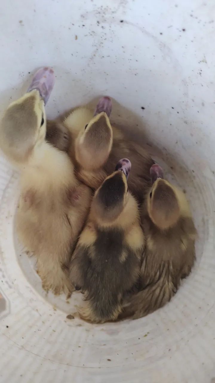 Pato - Foto 2