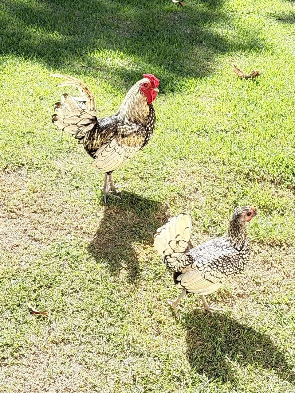 Pintinhos de Garnizé Sebright - Foto 4