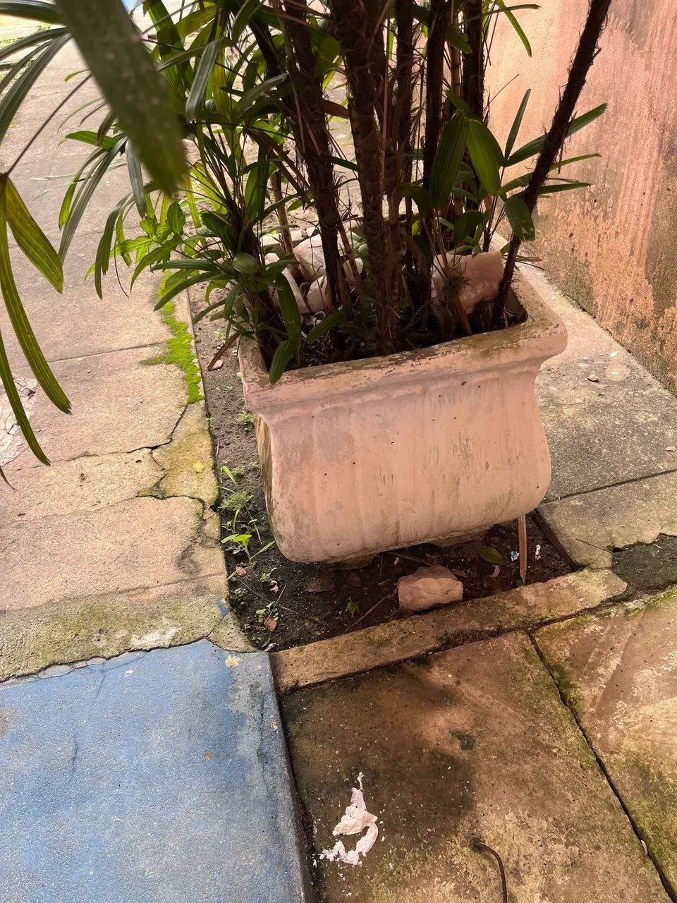 Jarro de plantas  - Foto 3