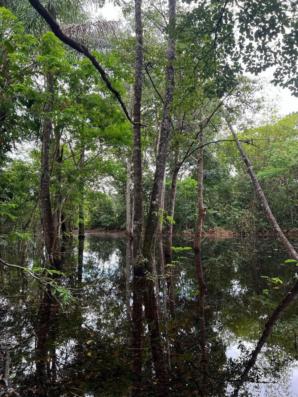 Vendo terreno em Bacabeira - MA - Foto 3