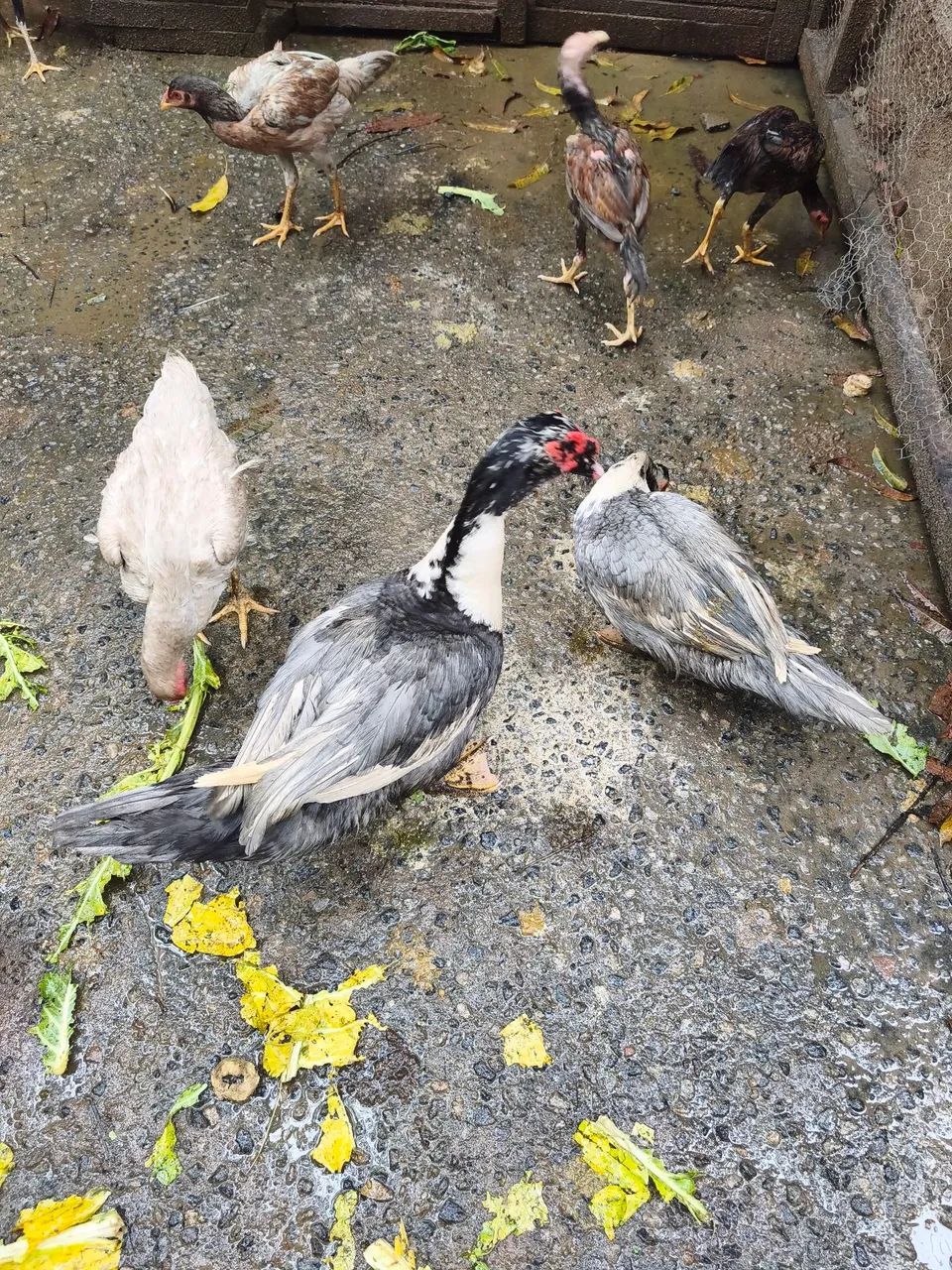 Vendo casal de pato coisa linda  - Foto 4