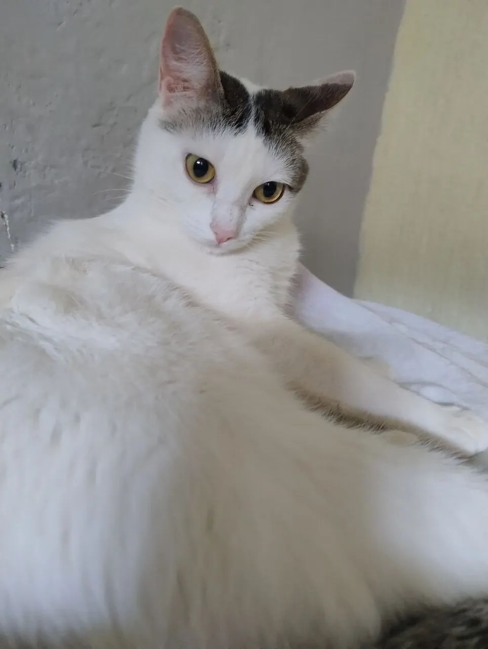 Doação gata castrada 