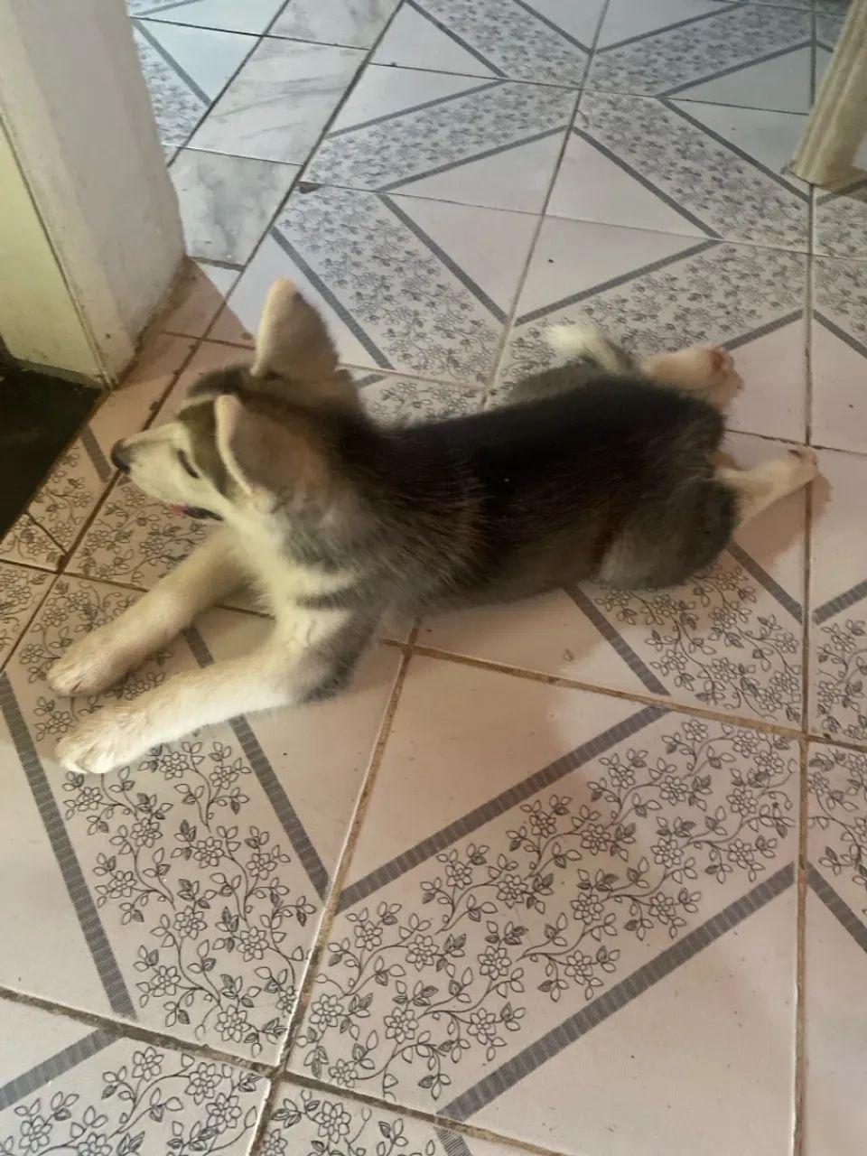 Cachorro husky - Foto 2