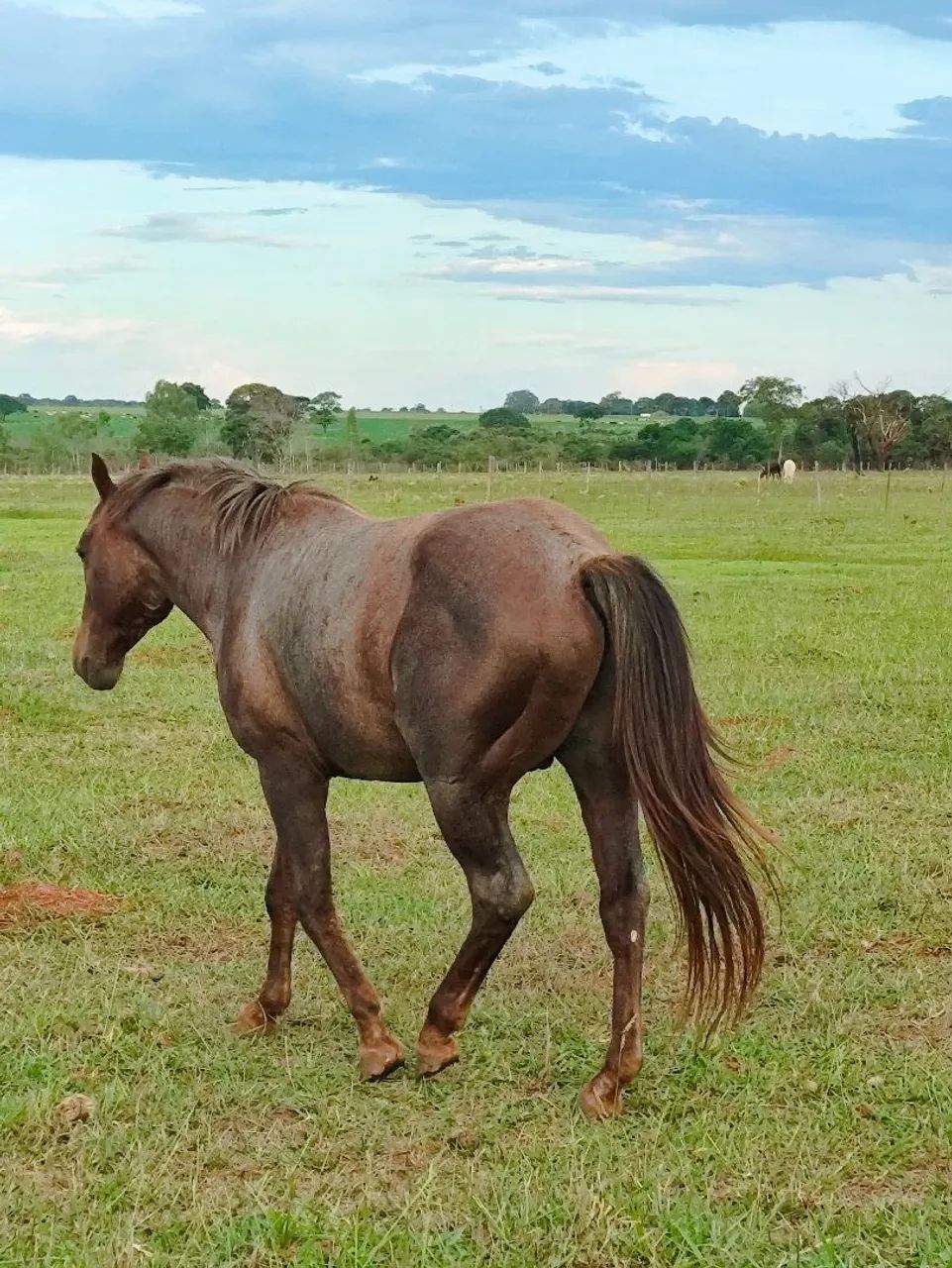 Vendo potro inteiro  - Foto 3