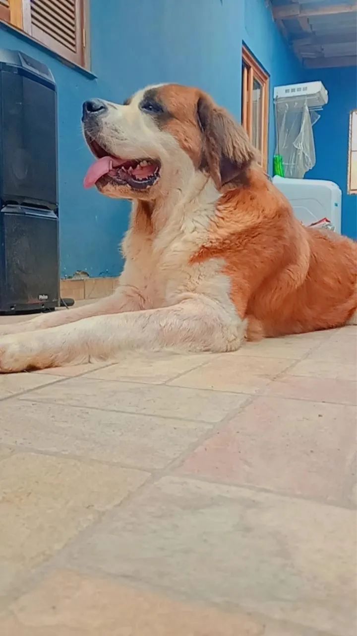 Pet - Foto 2