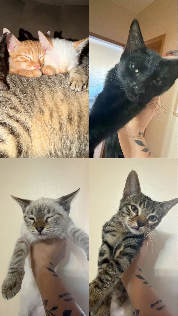 Adote gatinho!  