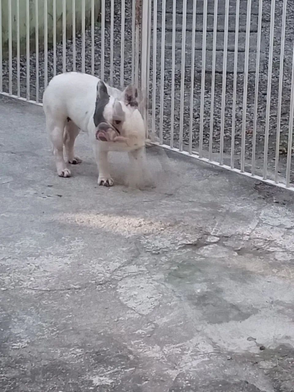 Bulldog francês - Foto 5