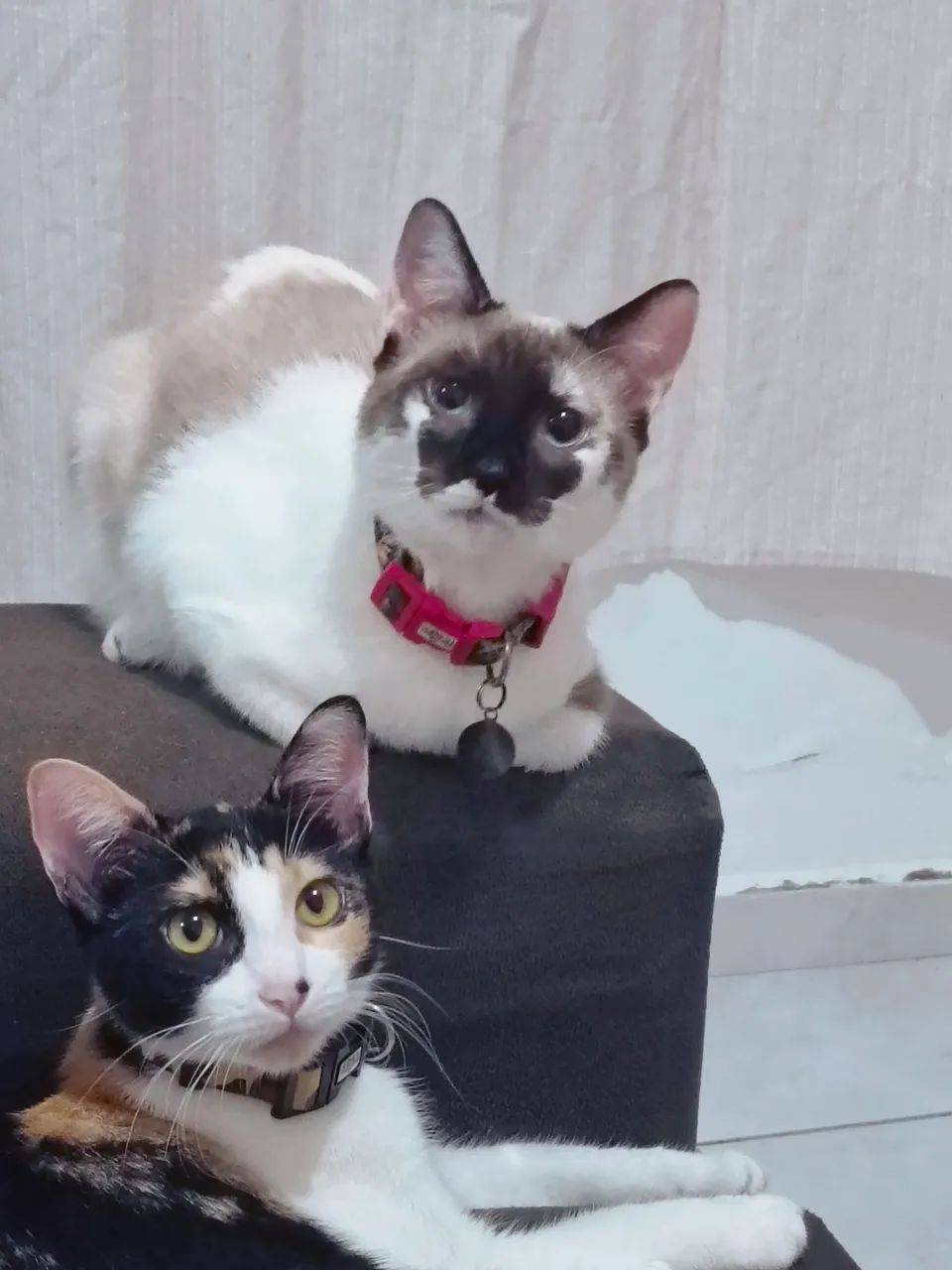 Gatas para adoção