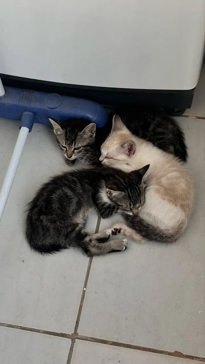 GATINHAs PARA DOAÇÃO