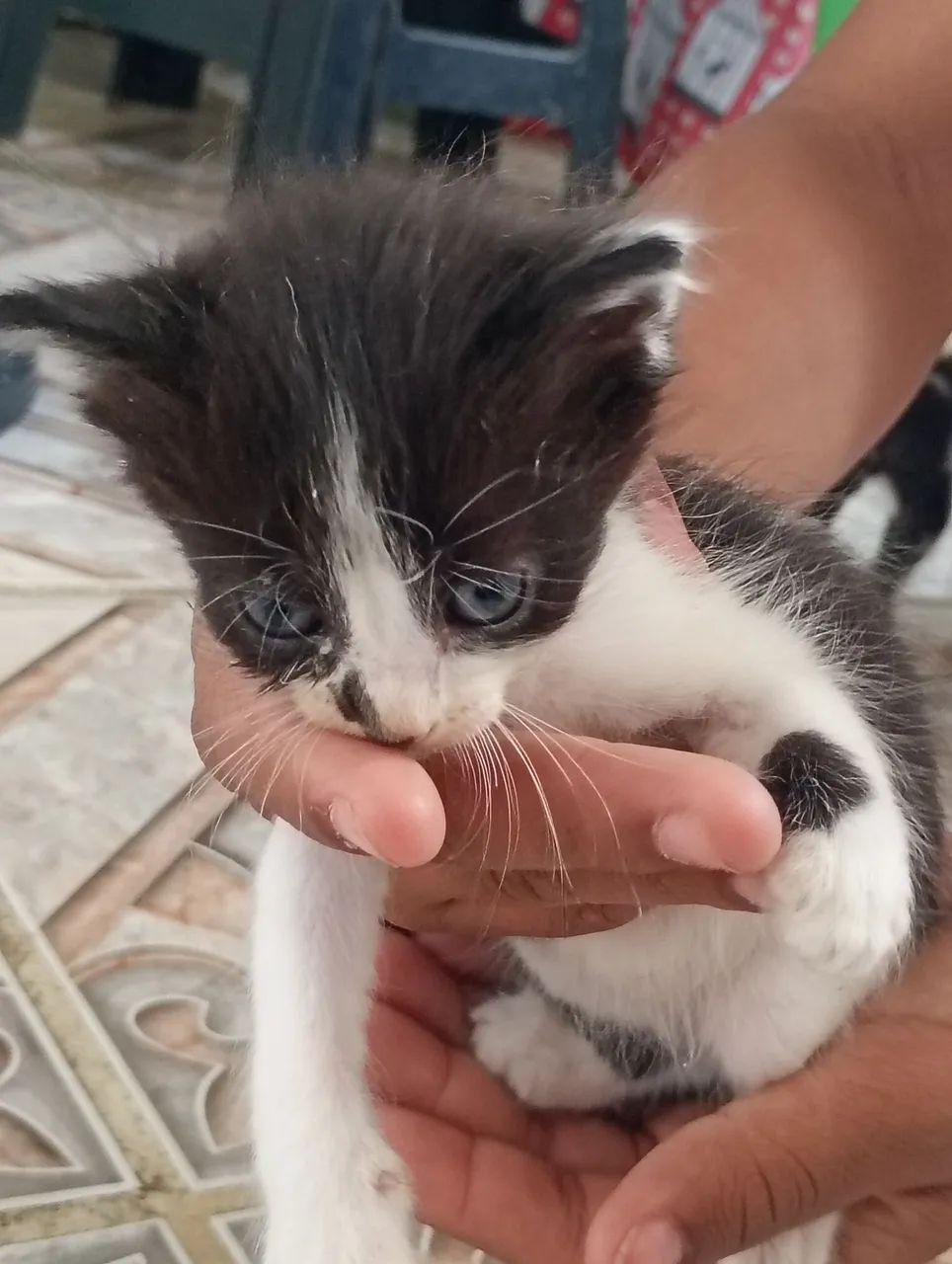 Doação gatinhos  - Foto 3