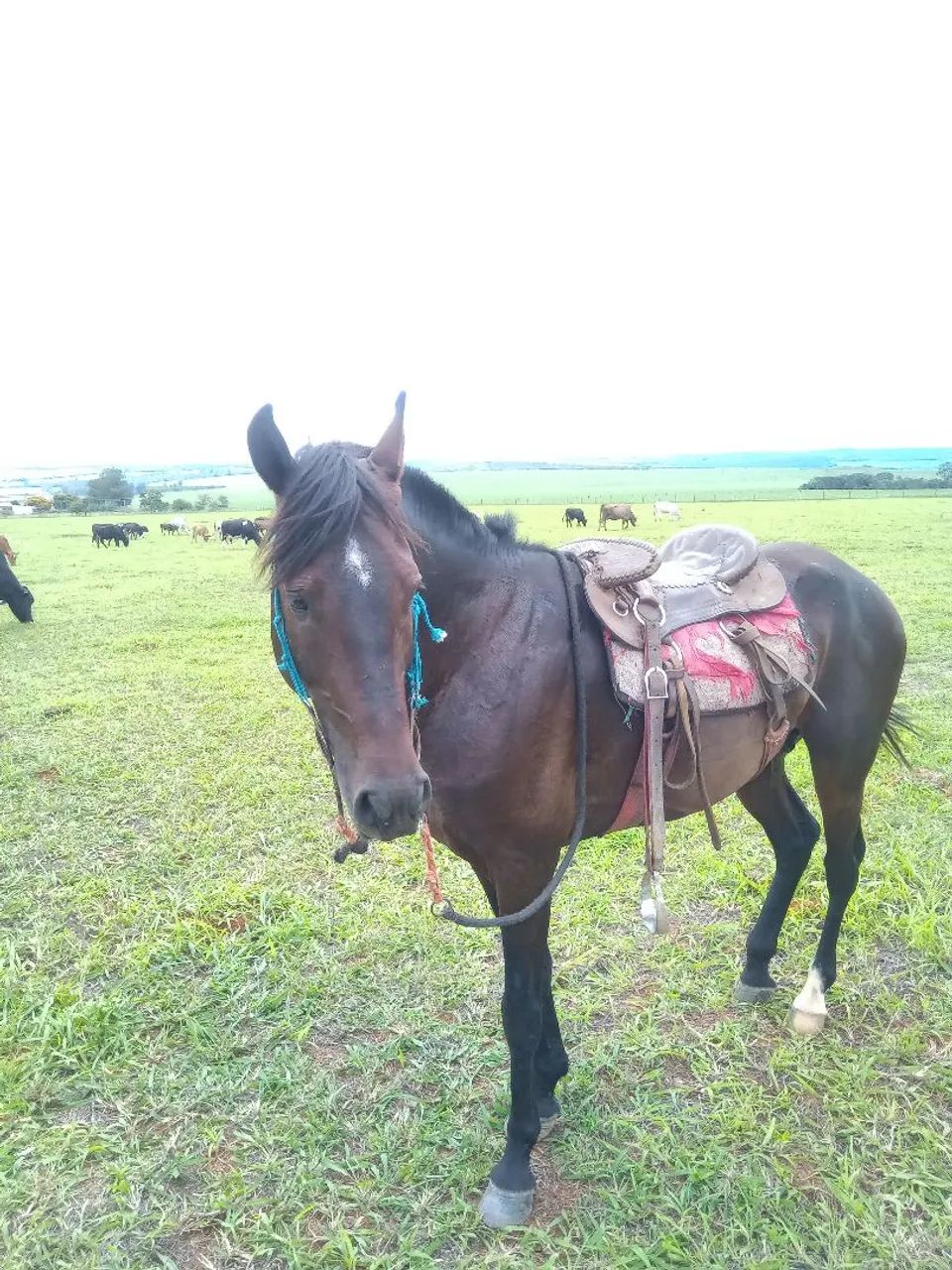 Cavalo MM manga larga  - Foto 3