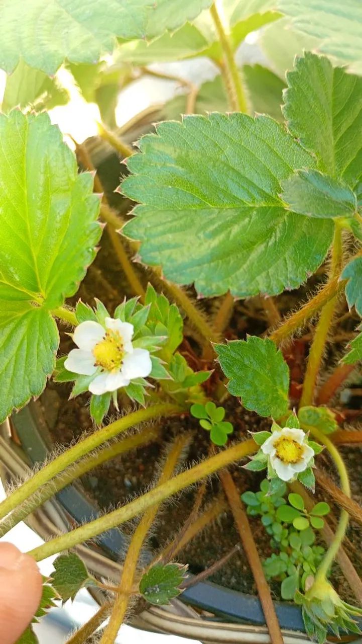Muda de morango. - Foto 2