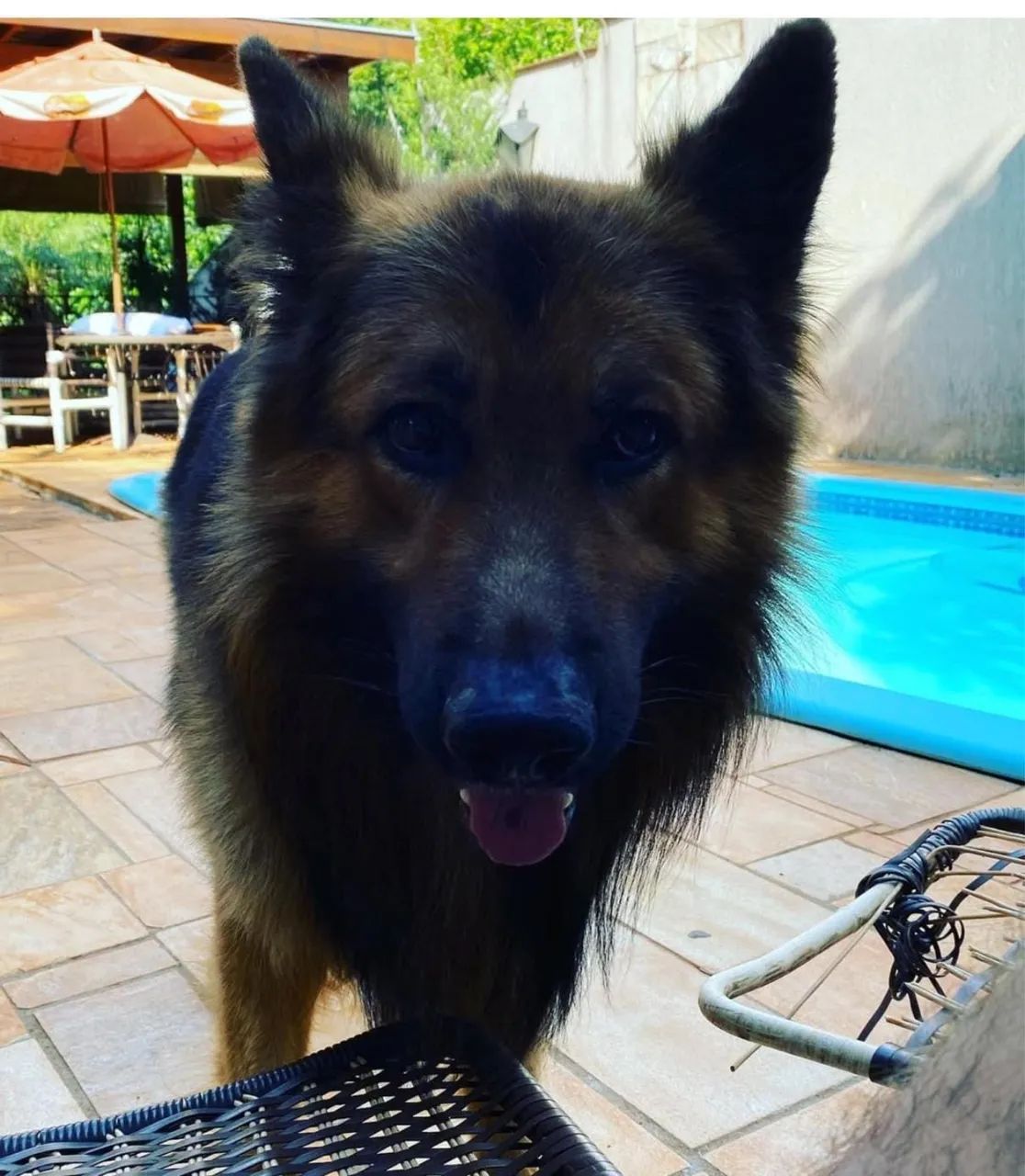 Cachorro - Foto 2
