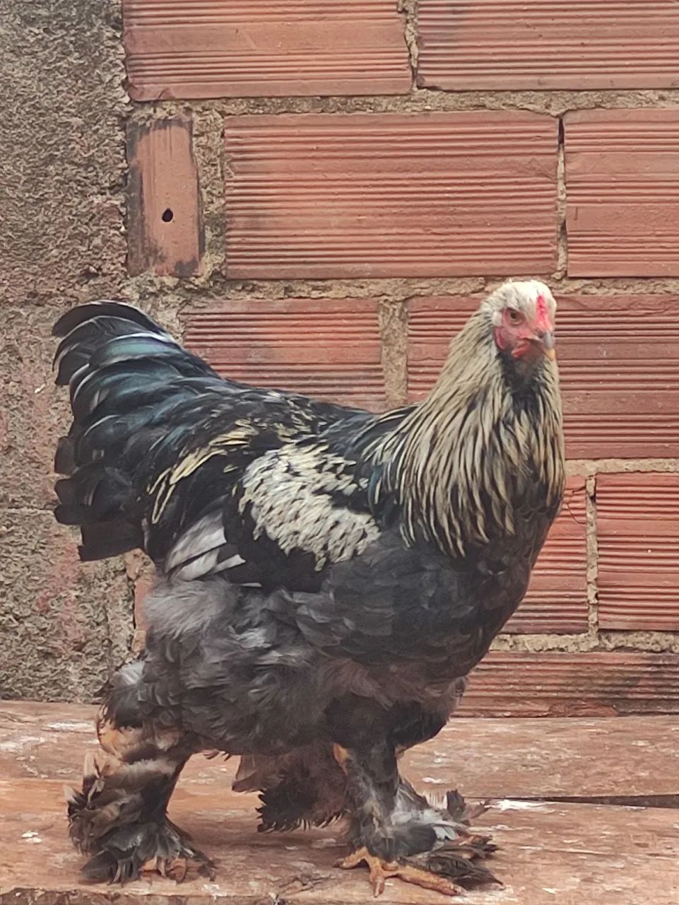 Galo raça Brahma  - Foto 3