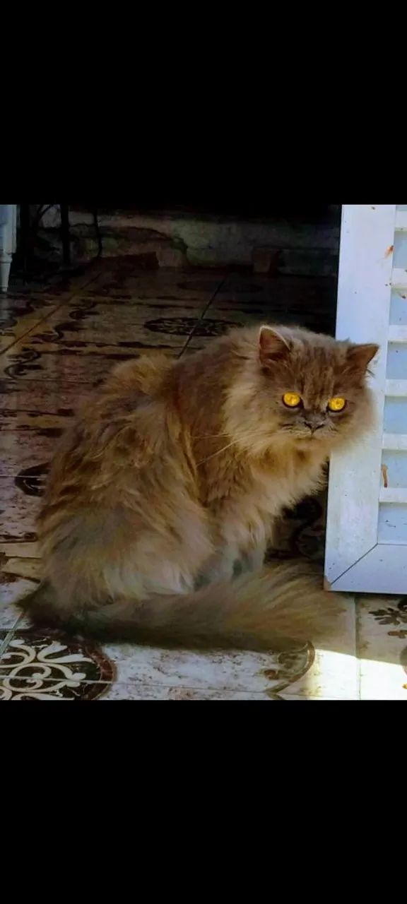 Gato persa cinza  - Foto 3