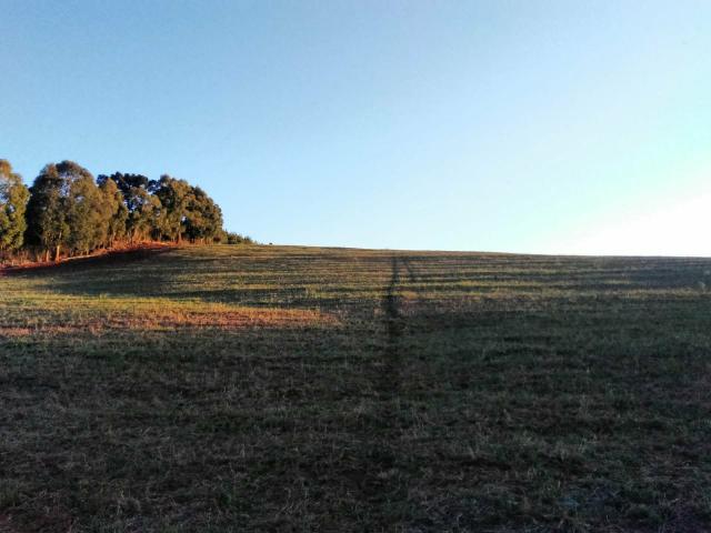 Fazenda de 66 Alqueires .50 Alqueires Mecanizados - 17 KM de Cantagalo PR - Foto 4
