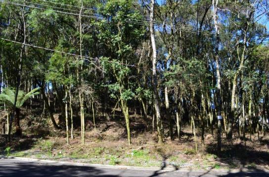 Terreno residencial à venda, floresta, gramado.