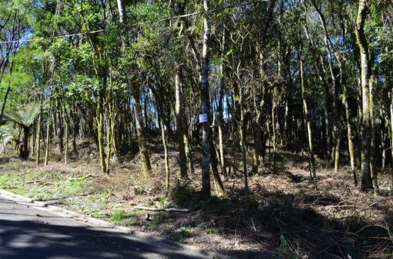 Terreno residencial à venda, floresta, gramado. - Foto 5