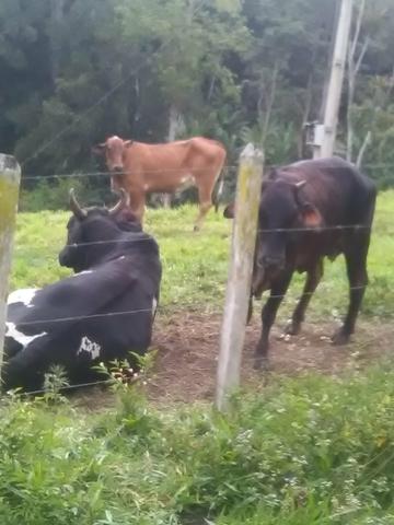 Vendo fazenda em Gandu BA - Foto 5