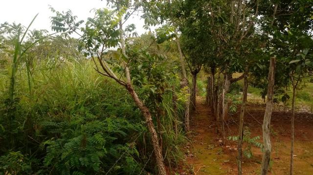 Glória de Goitá=Vend.160 mil=2 Hect=Casa,Pastos,Água,Energia,Fruteiras e mais - Foto 9