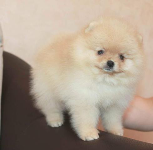 Spitz alemão anão Canil PS