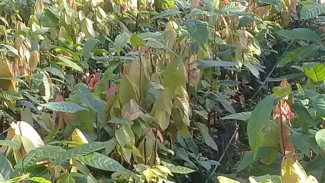 Mudas de cacau clonado - Foto 2
