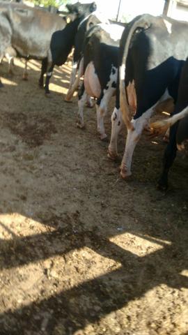 Vacas leiteiras e novilhas, imposto e frete grátis gado em Minas - Foto 3