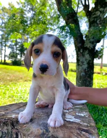Beagle Filhote 45 dias 