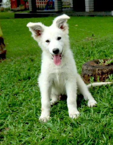 Pastor Branco Suiço - Cachorros e acessórios - Zona Central, Rio Claro  1254406657