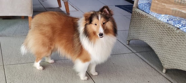 Sheltie olx hot sale