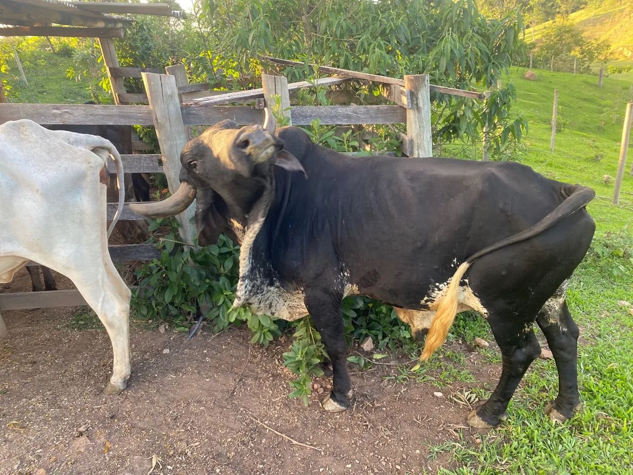 Vende se um BOI para vender hoje? - Foto 6