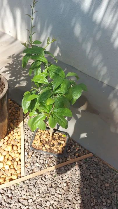 Muda - bonsai-de Ora-pro-nobis - Foto 2