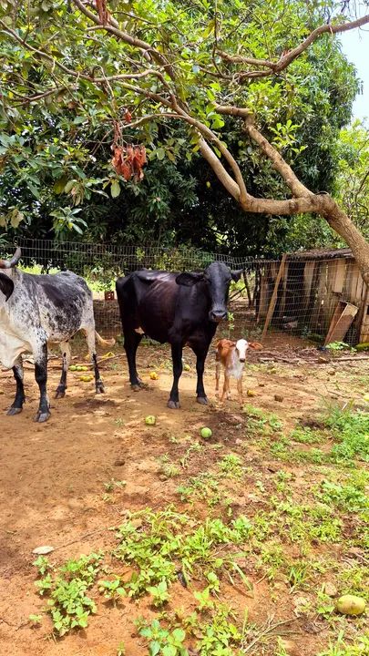 Vende-se vacas leiteiras mojada - Foto 5