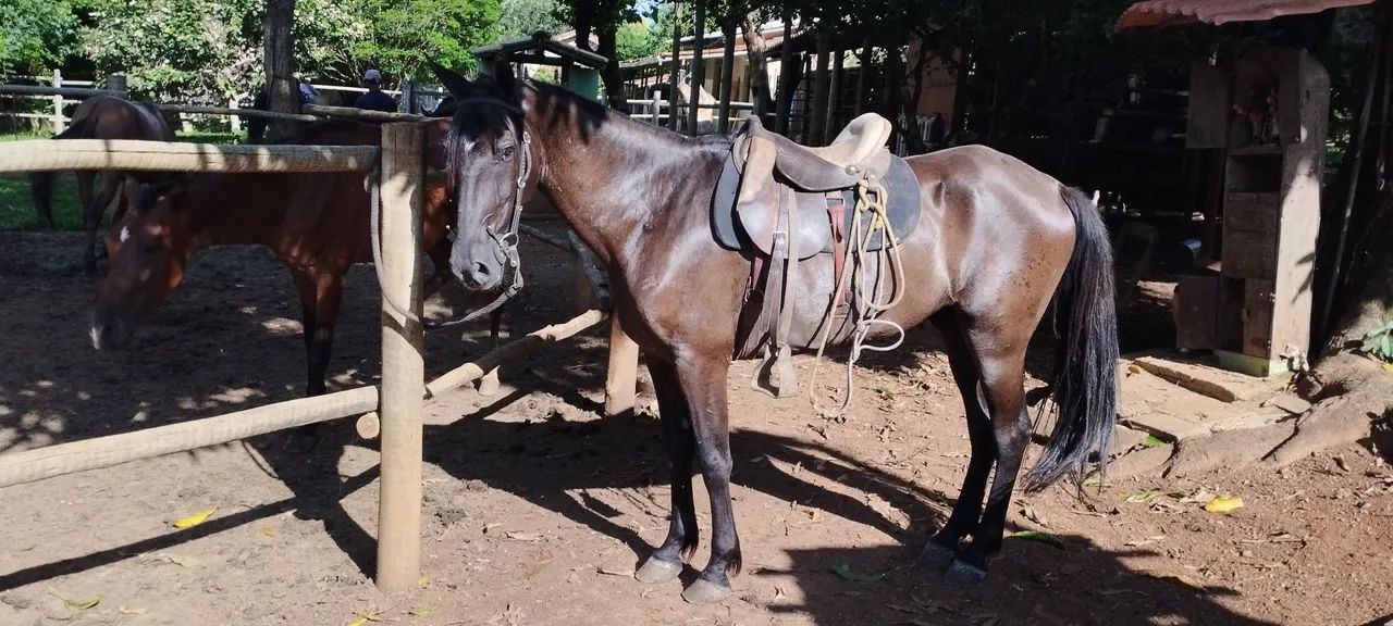 Cavalo Mangalarga Marchador - 10 anos