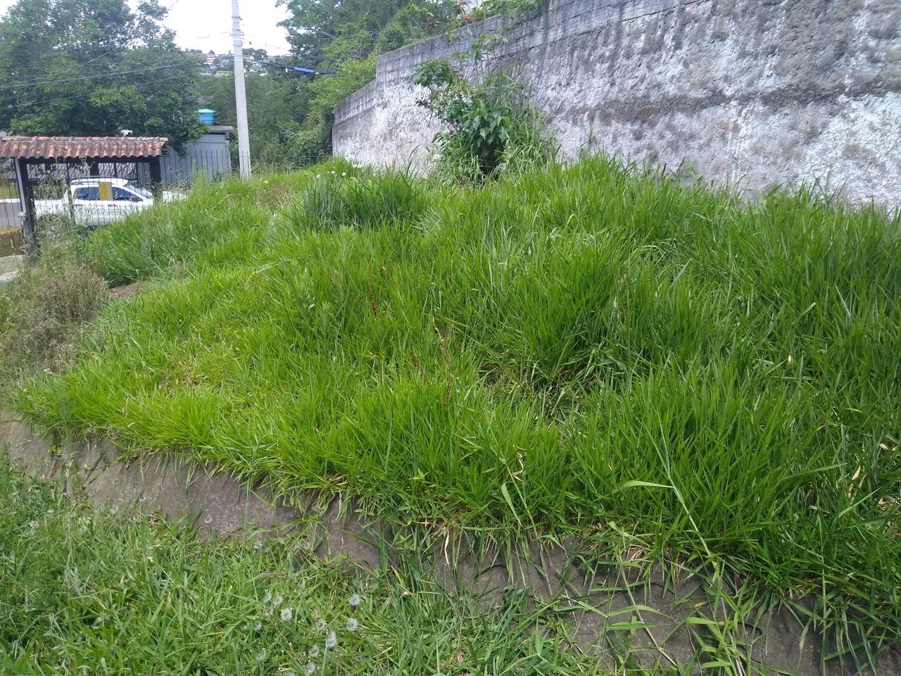 Jardinagem  - Foto 4