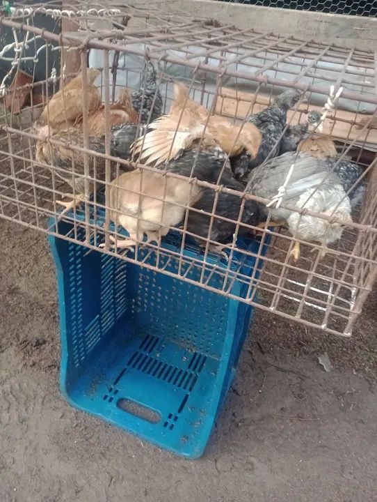 Frangotinhos linhagem pesadão - Foto 2