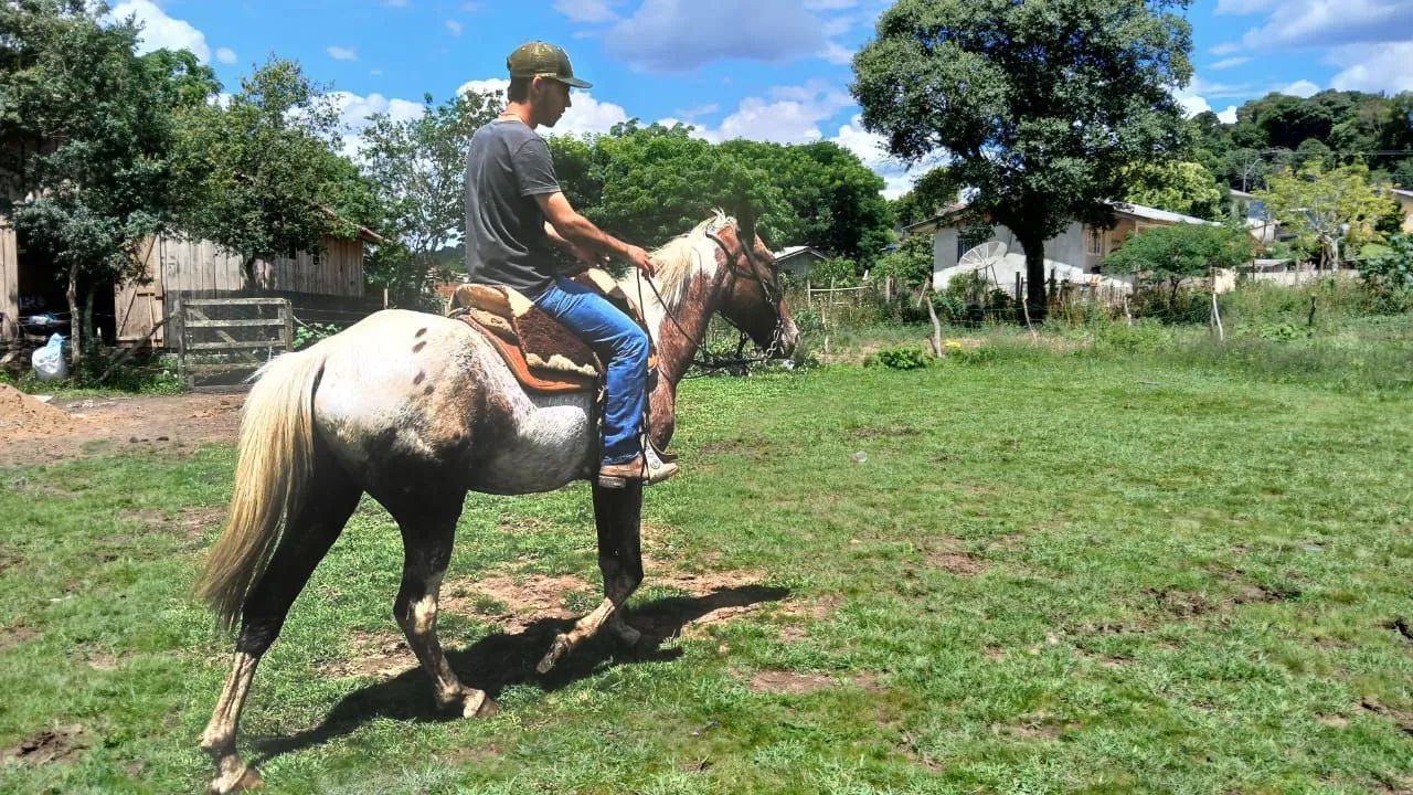 Cavalo apalossa 7 anos  - Foto 2