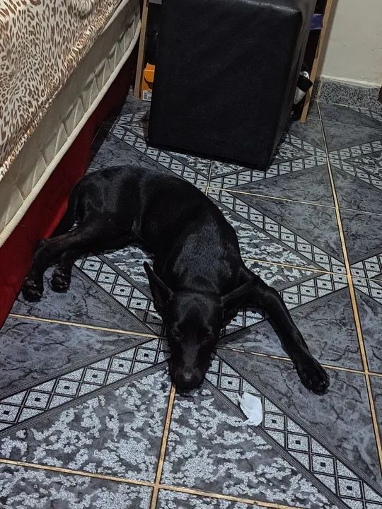 Cachorro preto para adoção - Foto 3