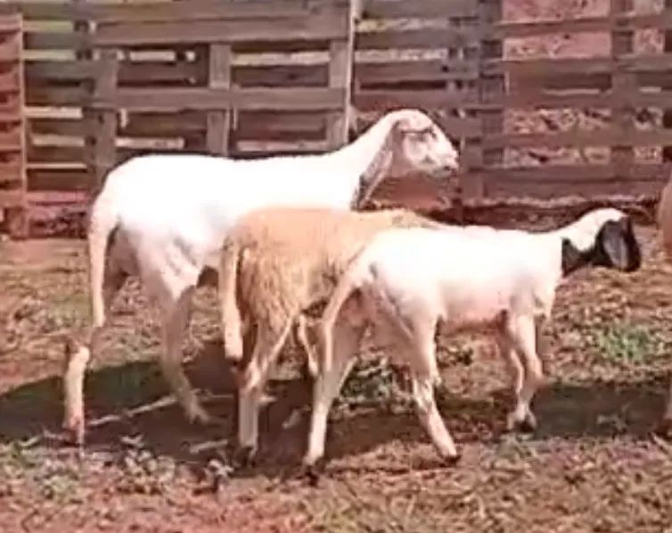 3 Cordeiros para venda - Foto 6