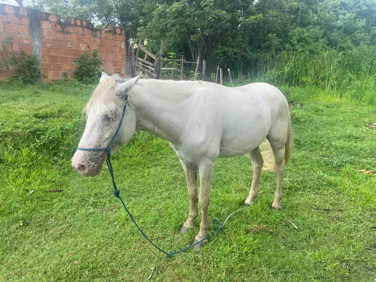 Cavalo branco para venda - Foto 3