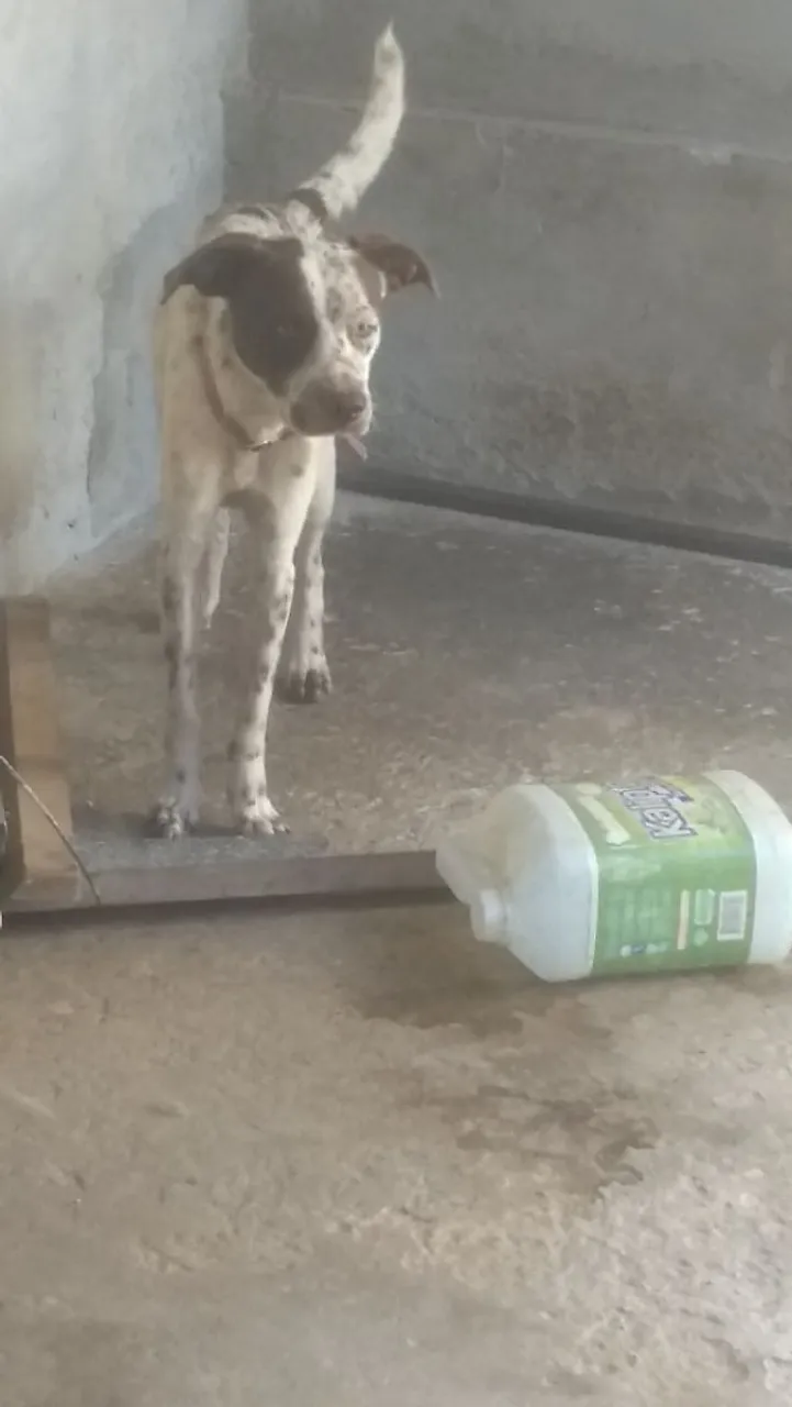 Cachorro para adoção