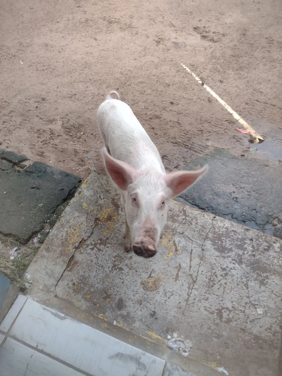 Leitão e uma leitoa 