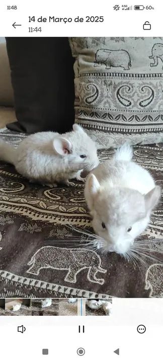 Filhotes de Chinchila 