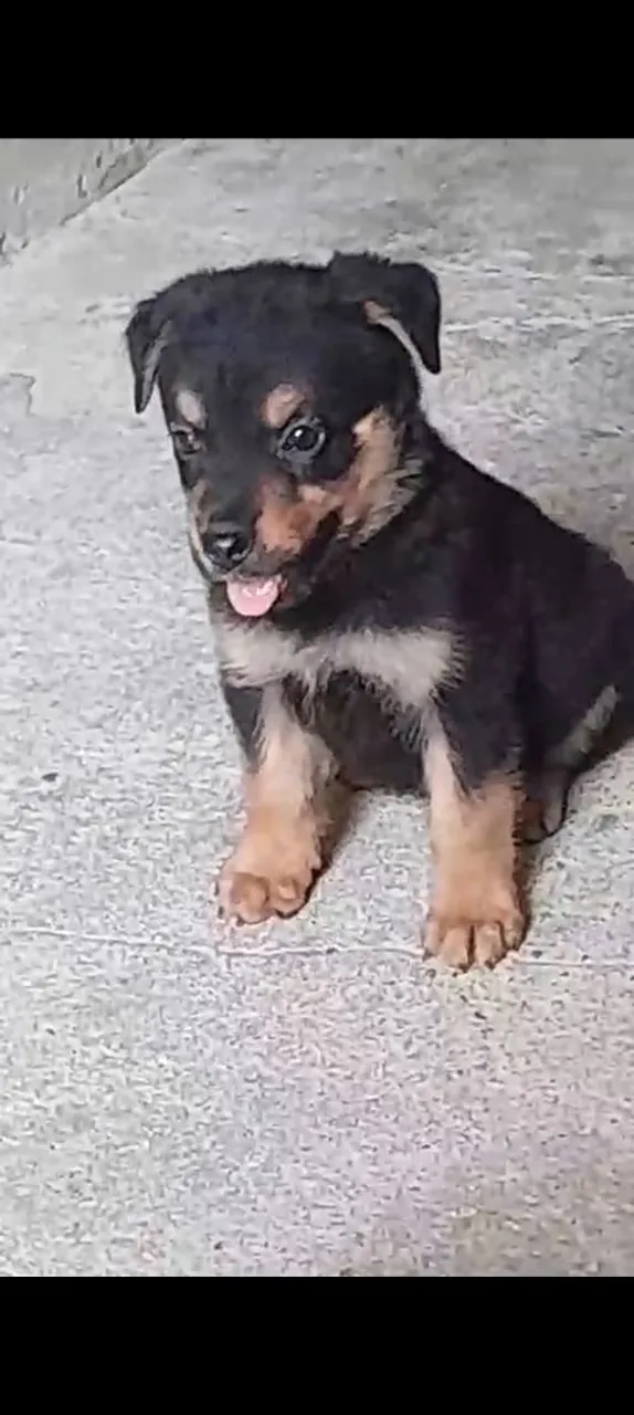 Filhote de Rottweiler Femea