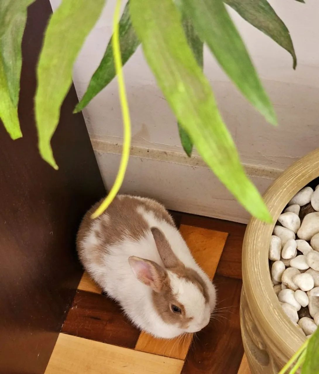 DOAÇÃO DE COELHINHO MINI FILHOTE, FOFINHO, 6 MESES - Foto 4