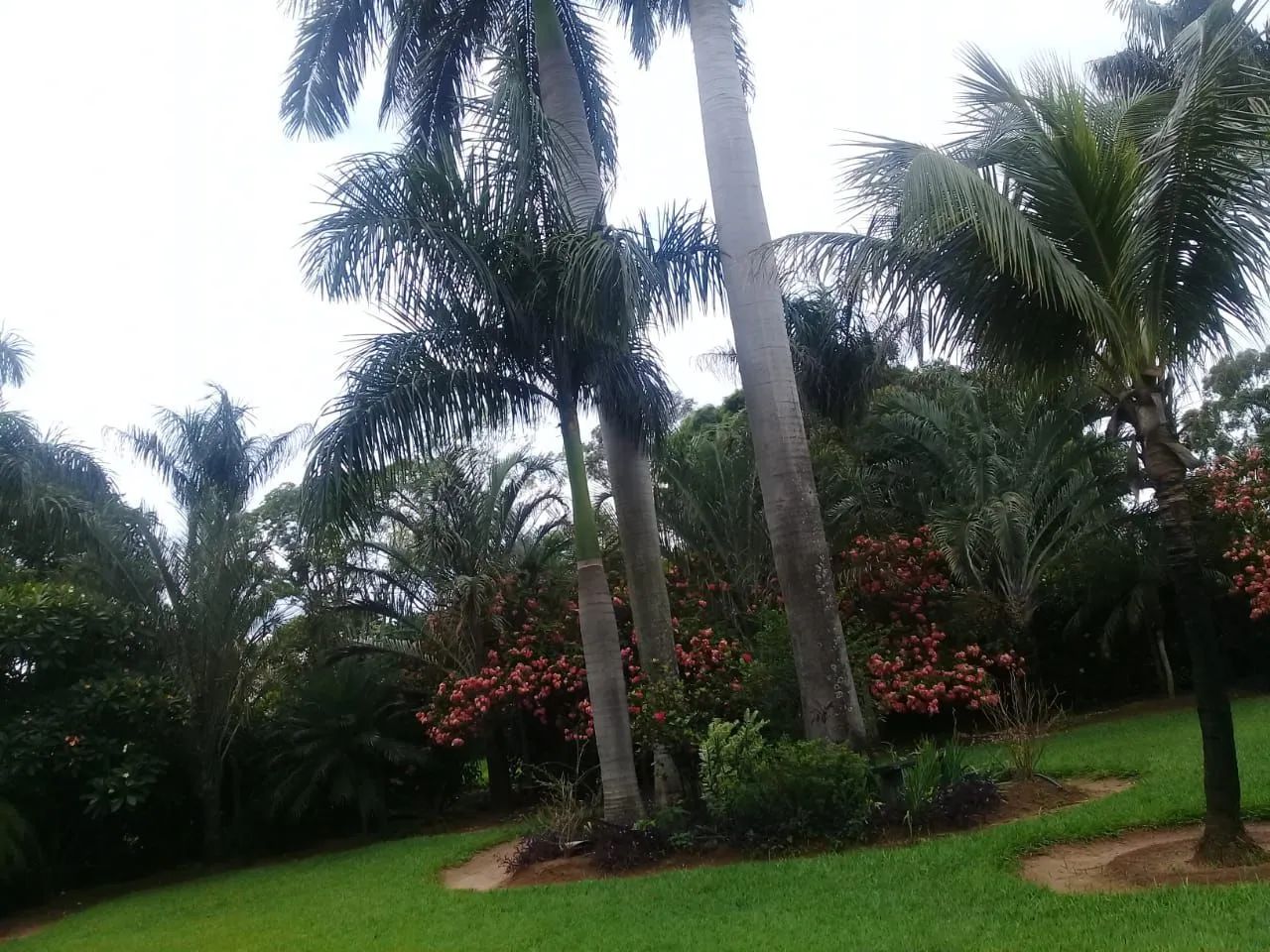 Aluga-se chácara mensal $ 1500 - Foto 5